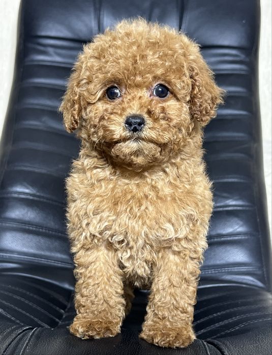 Той пудель Тікап . Дівчинка. Київ