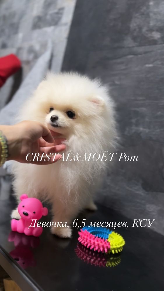 Померанский шпиц,девочка,мини,белая,КСУ,тип мишка,в 6 мес 1,4кг