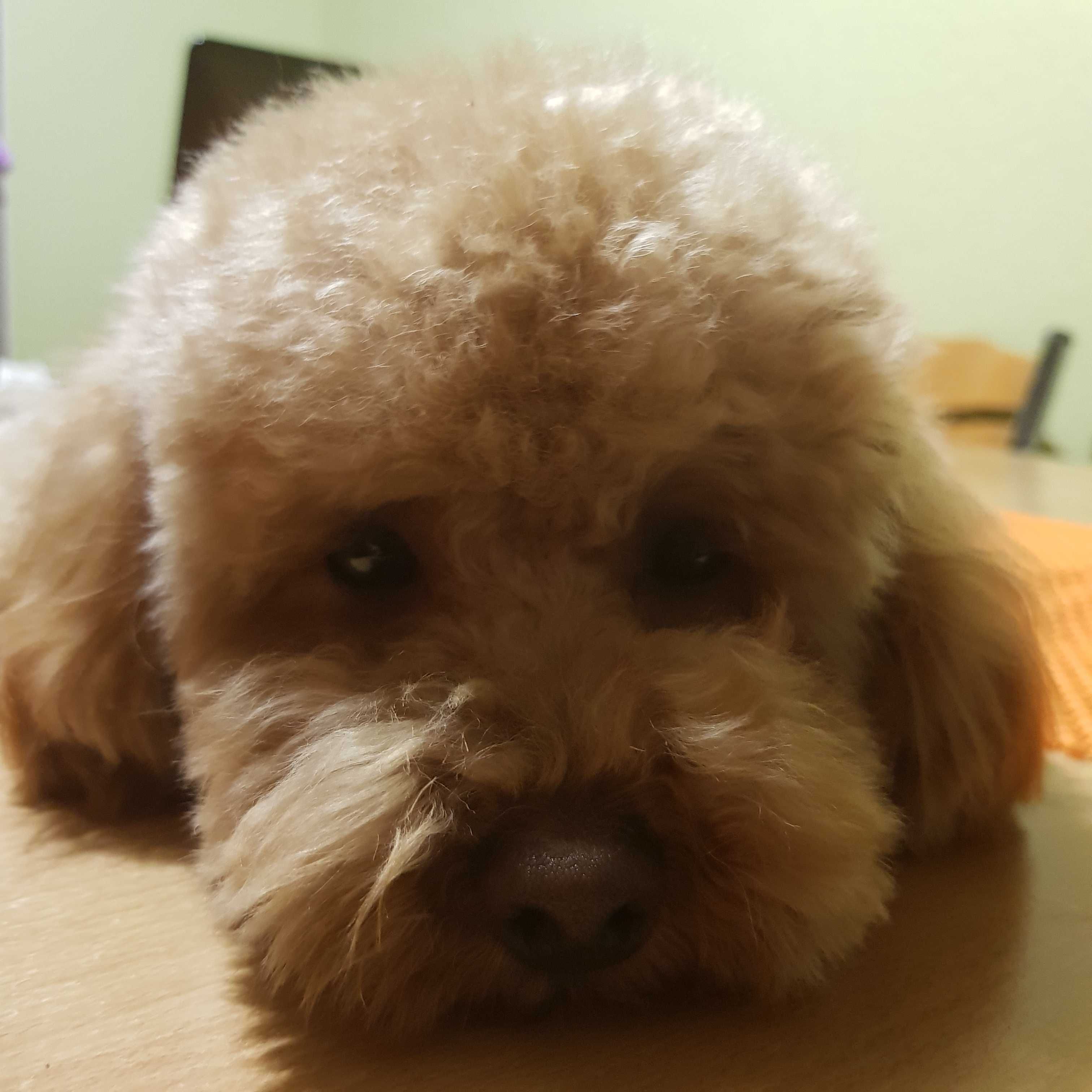 В'язка той пуделя toy poodle