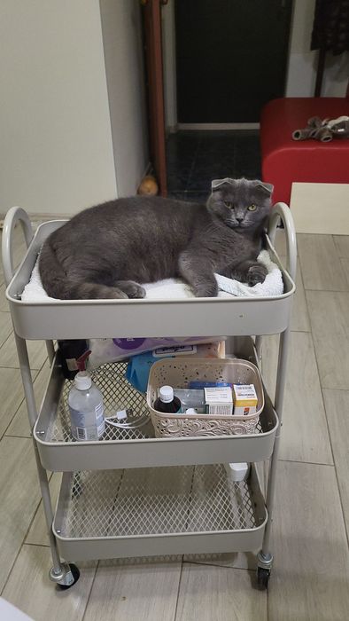 Котёнок шотландская вислоухая возраст 6-7 месяцев  ищет семью