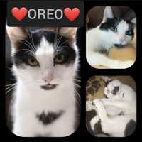 Oreo - kociak szukający domu