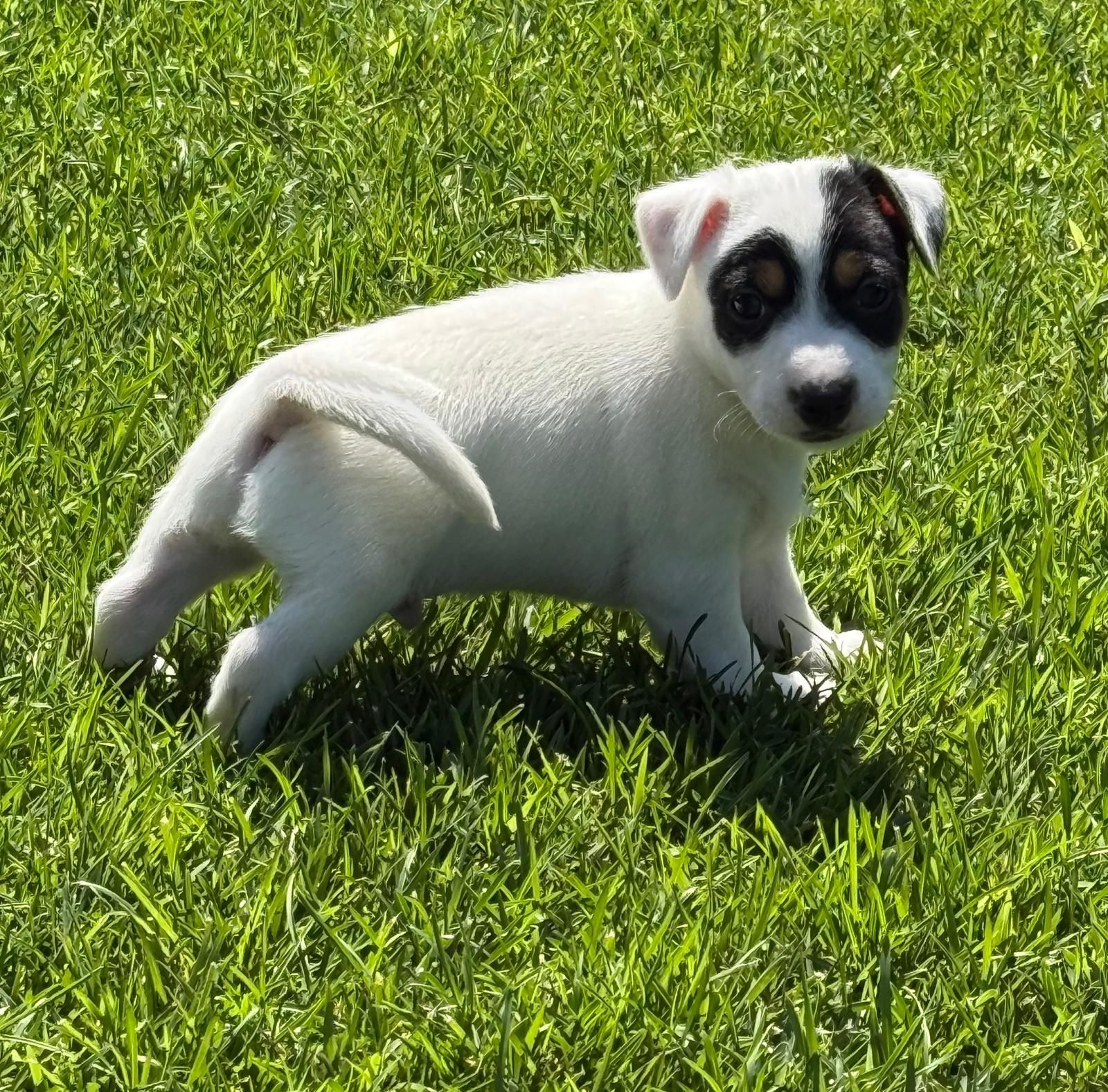 Jack Russel qualidade