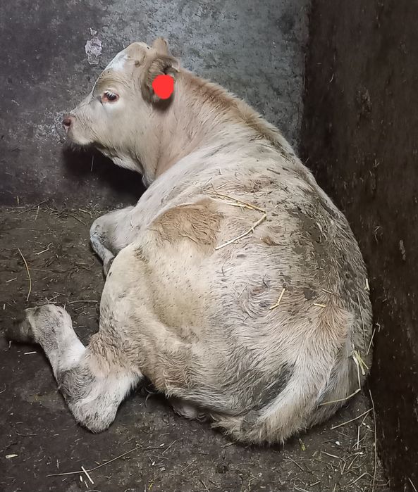 Odsadki byczki mięsne, simental