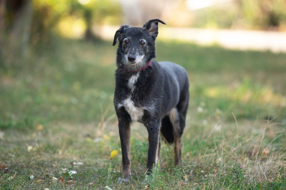 Віддам в добрі руки лагідну собаку Агірру.
