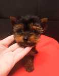yorkshire terrier samiec