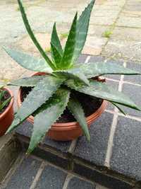 Aloes Maculata -sadzonki gratis