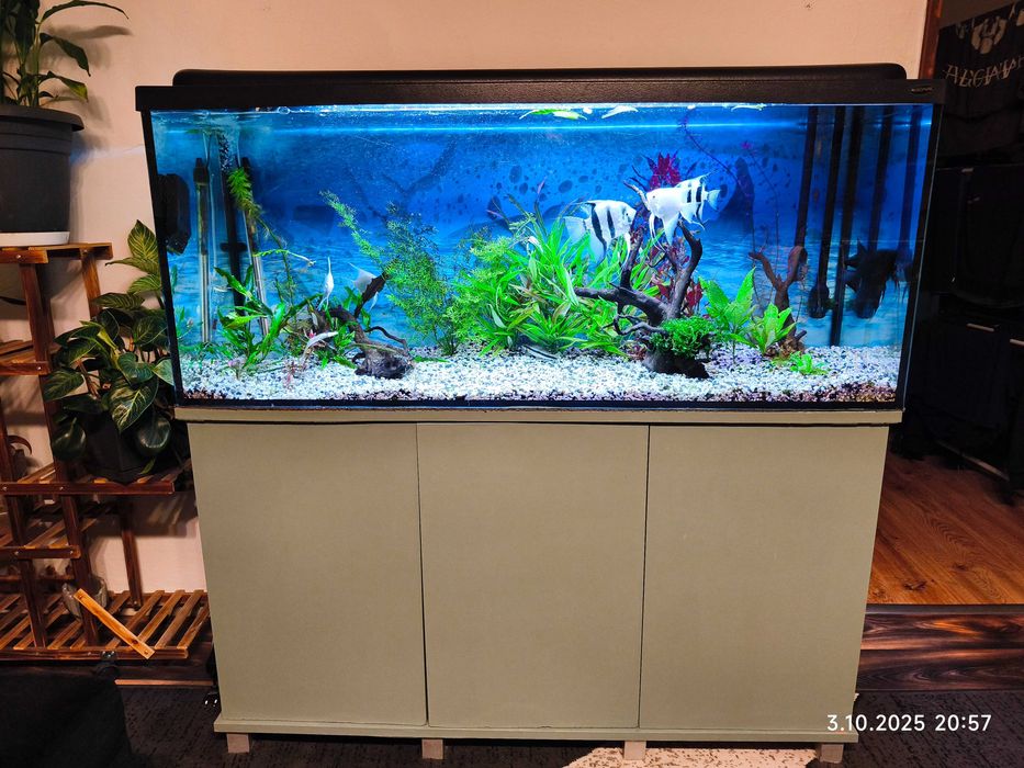 Akwarium 240l z szafką