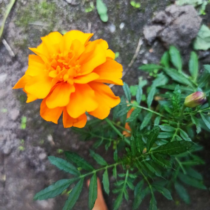 Семена низкорослых чернобривцев (бархатцы)