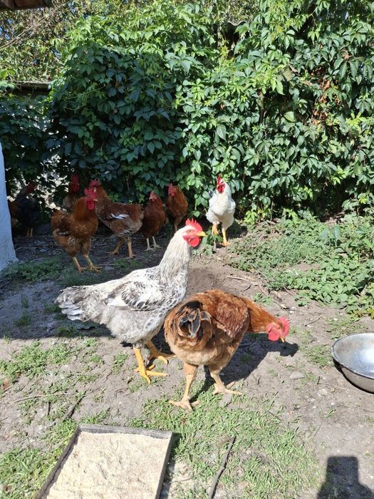 Продам півники молоденькі