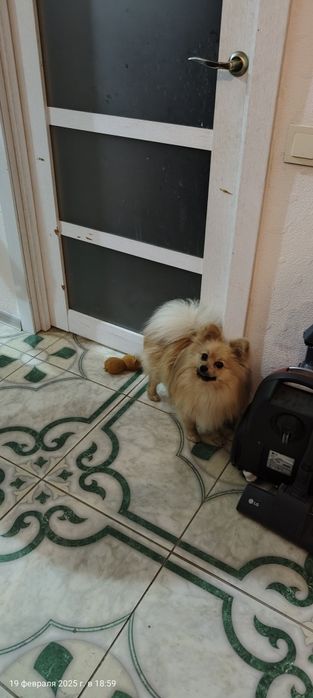 Шпіц шукає подругу