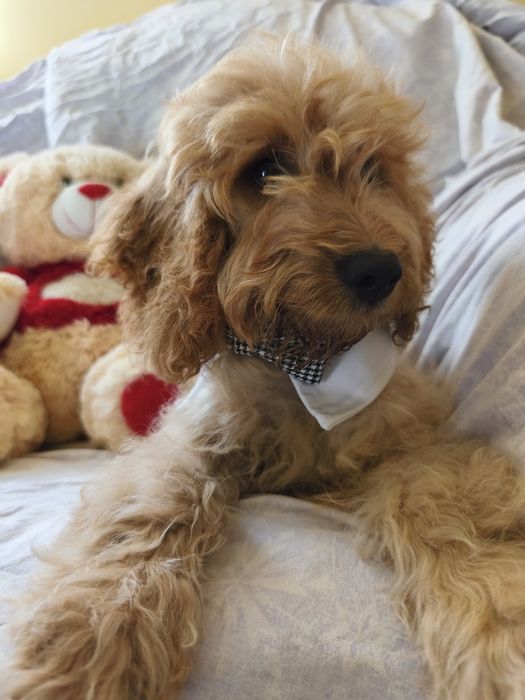 Cockapoo ostatnia suczka z lokami