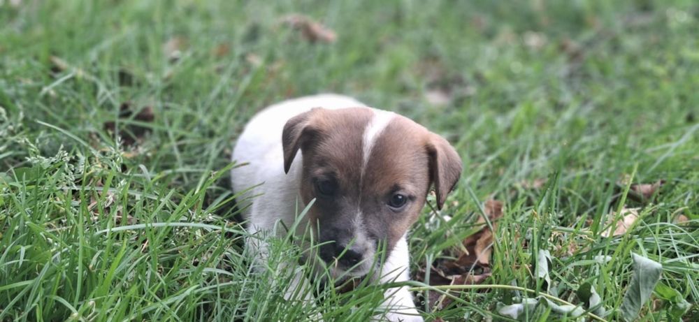 Jack Russell terrier z metryką