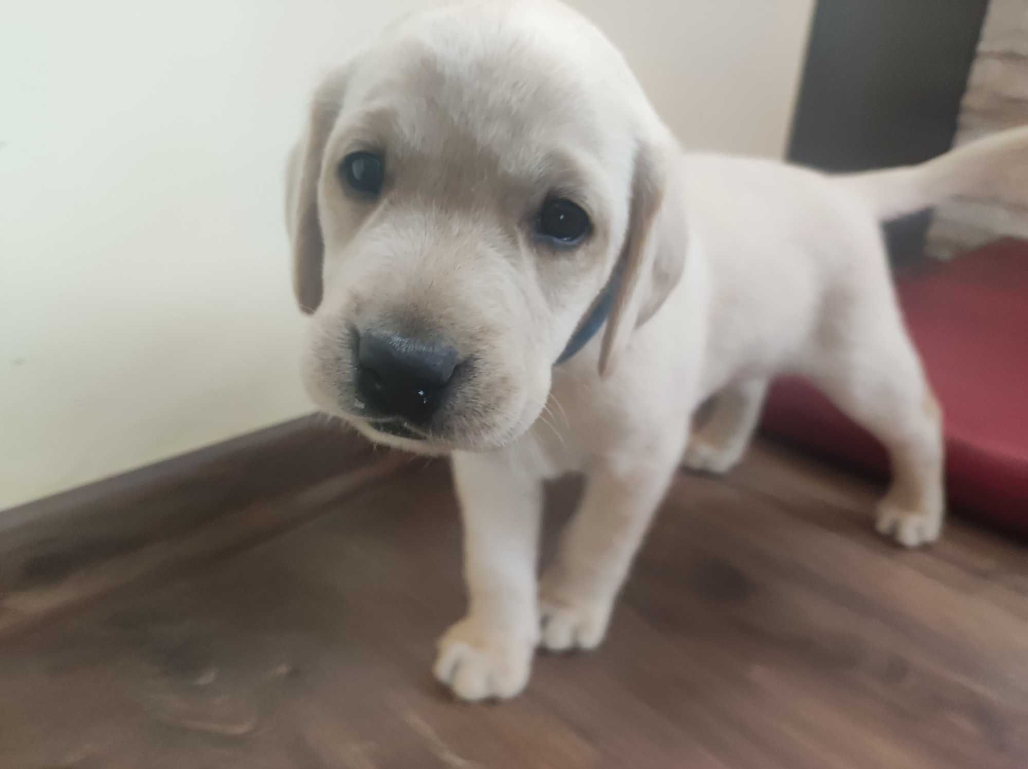 Labrador JUŻ SĄ domowo-rodzinny, RTG, genetyka