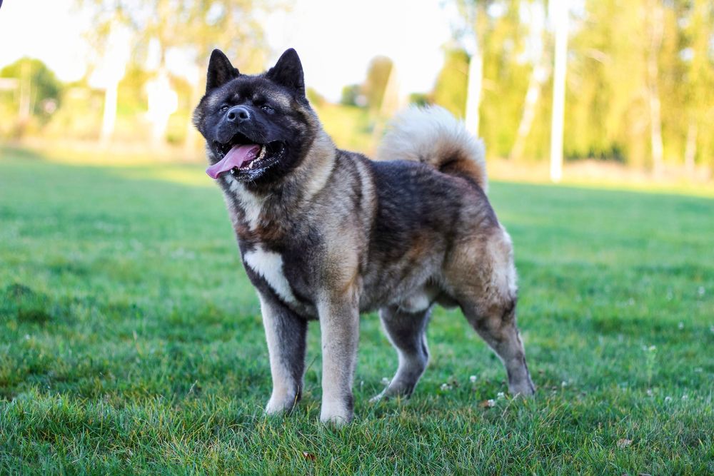 Американська Акіта КСУ шикарний кобель для вʼязки