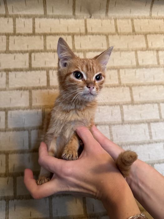 Віддам кошенят у добрі руки