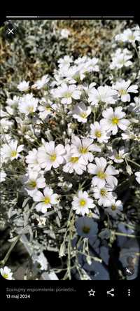 Floks żagwin kwiaty wieloletnie byliny z ogródka