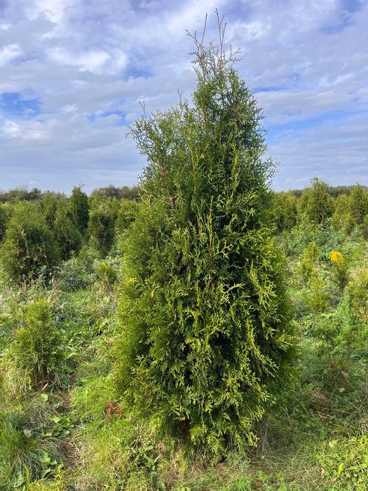 Thuja brabant żywotnik 140-160 cm