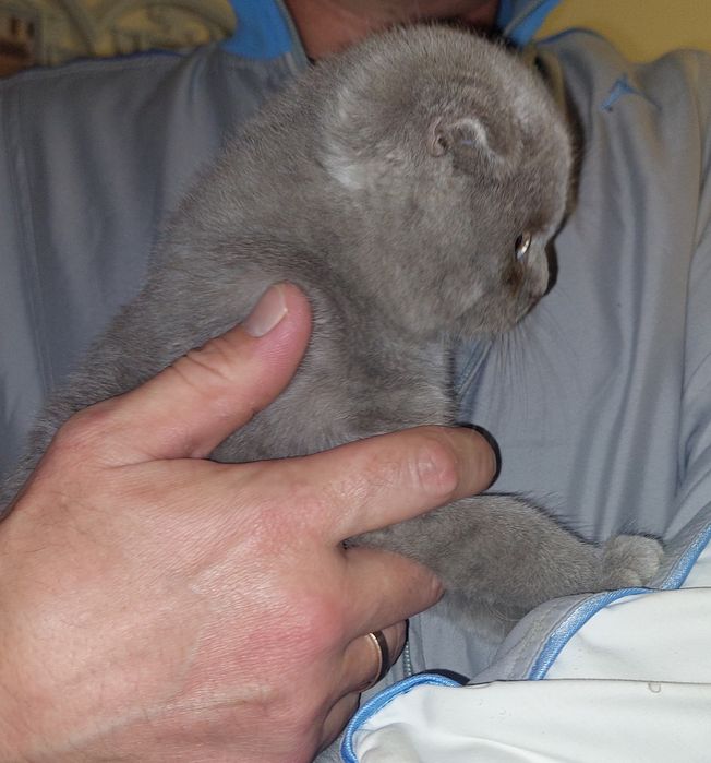 Шотландский вислоухий котёнок Мальчик.