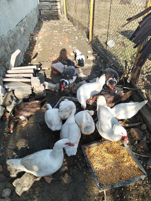 Мускатна  біла качка