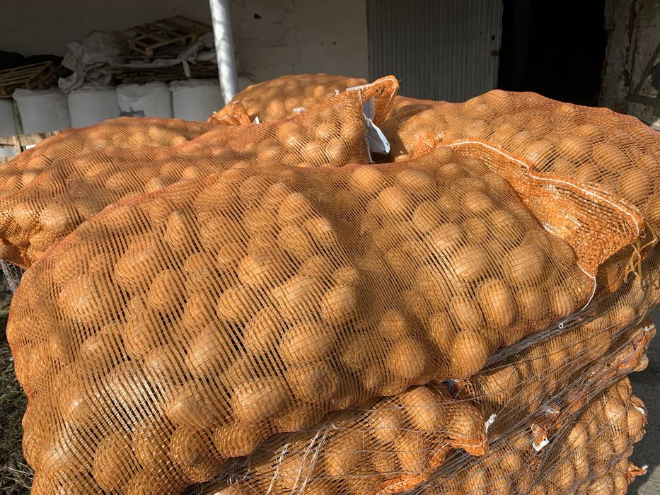 Sadzeniaki ziemniaka kwalifikowane. Odmiana Soraya