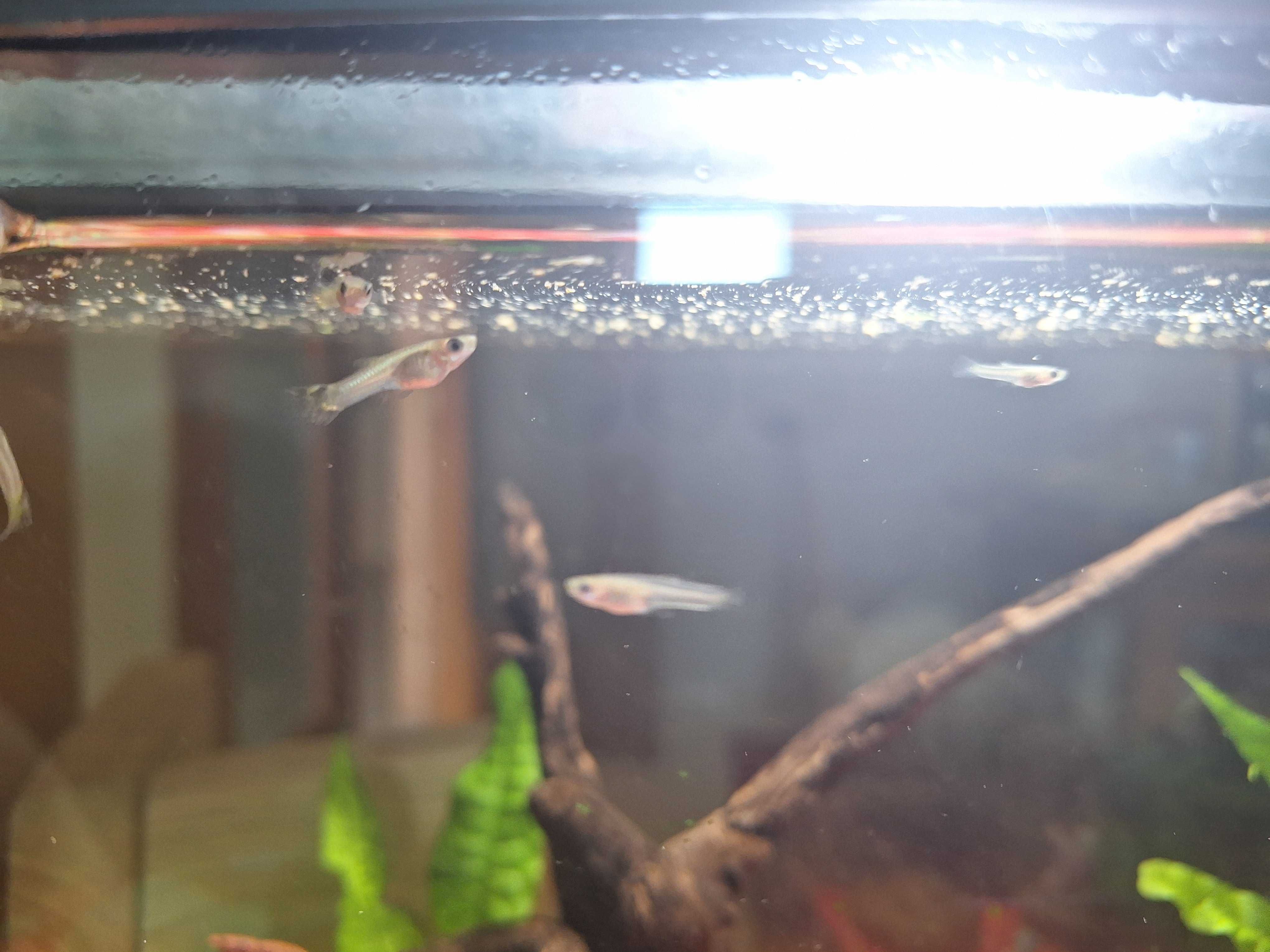 GUPPYS jovens: 3 femeas e 1 macho
