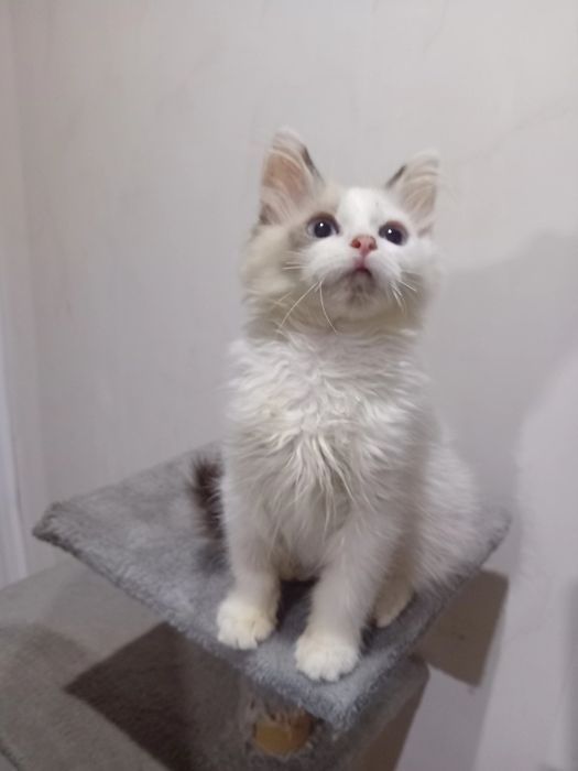 Kotka  Ragdoll kocięta