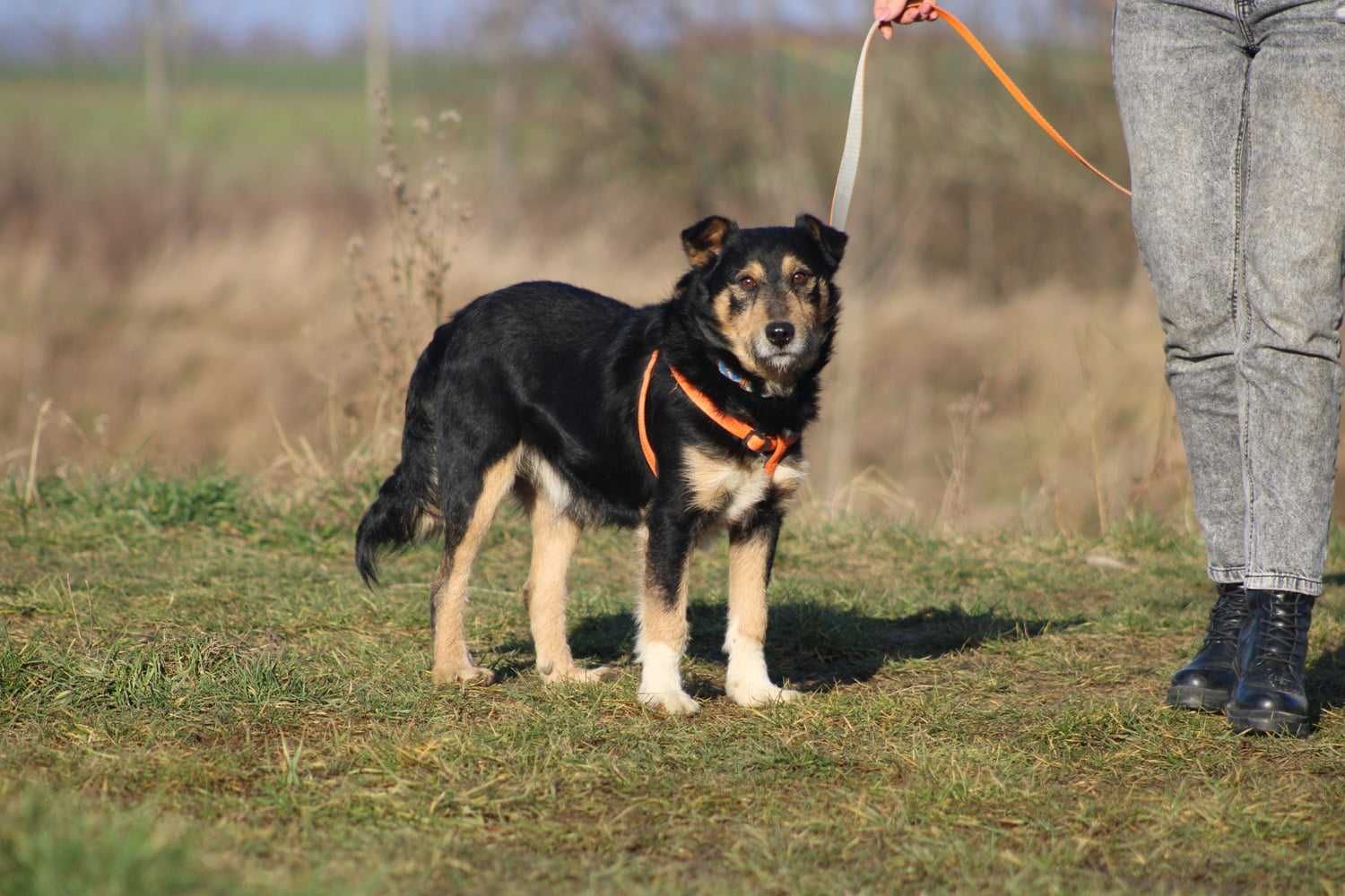 PLATER pies terier adopcja schronisko młody kochany
