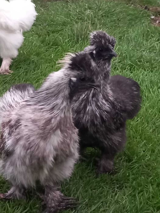 sprzedam koguty silki