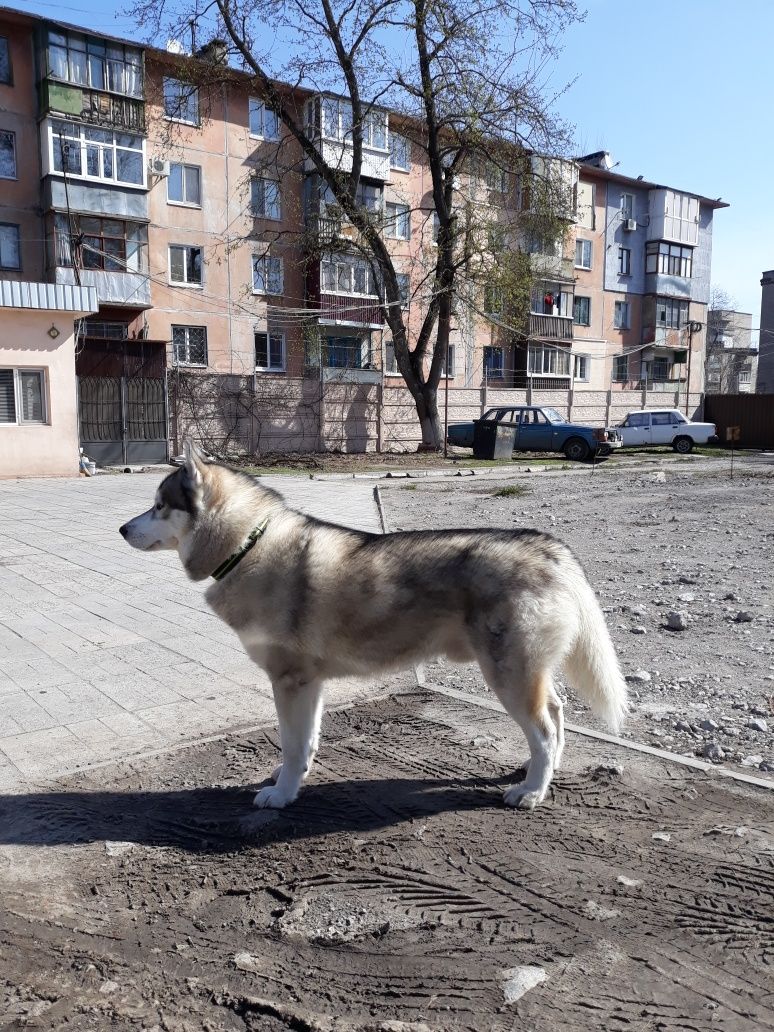 Кобель Сибирский хаски для вязки КСУ