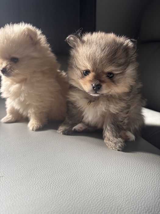 Szpic miniaturowy pomeranian suczka