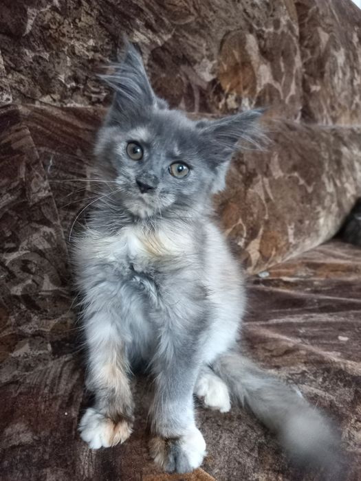 Śliczna szylkretka MCO