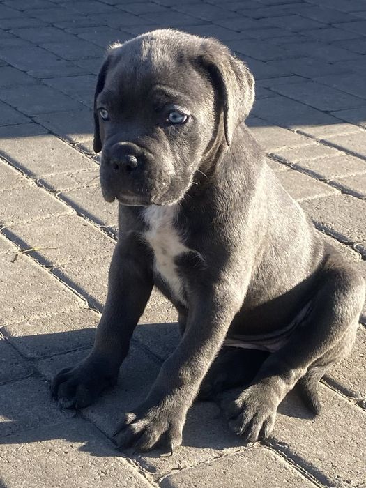 Кане Корсо щенки