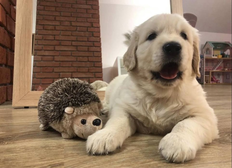 Golden Retriever szczeniak suczka Obroza Biala