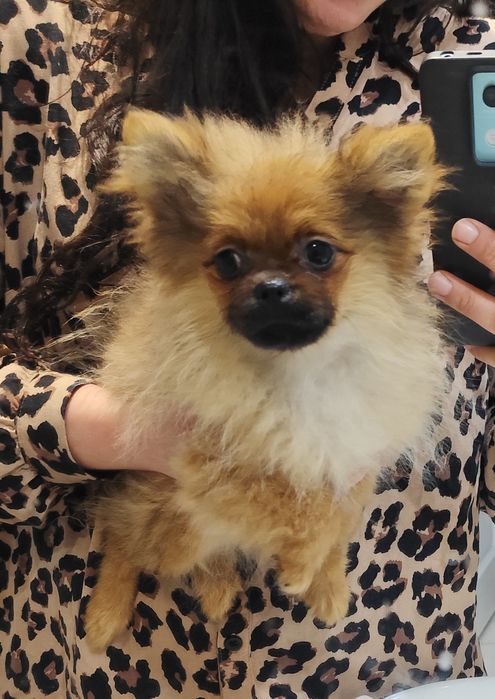 Szpic miniaturowy pomeranian suczka FCI ZKwP