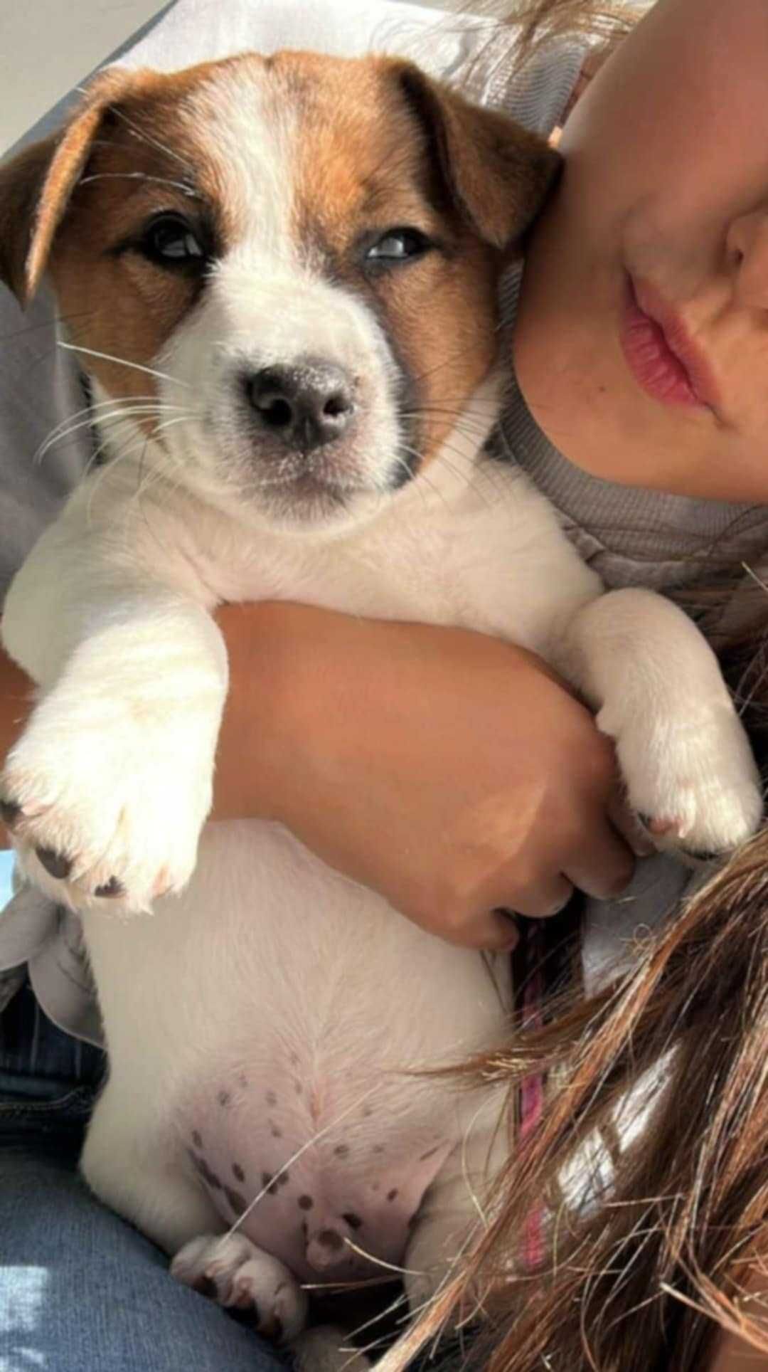Jack Russell Terrier FCI - szczeniak