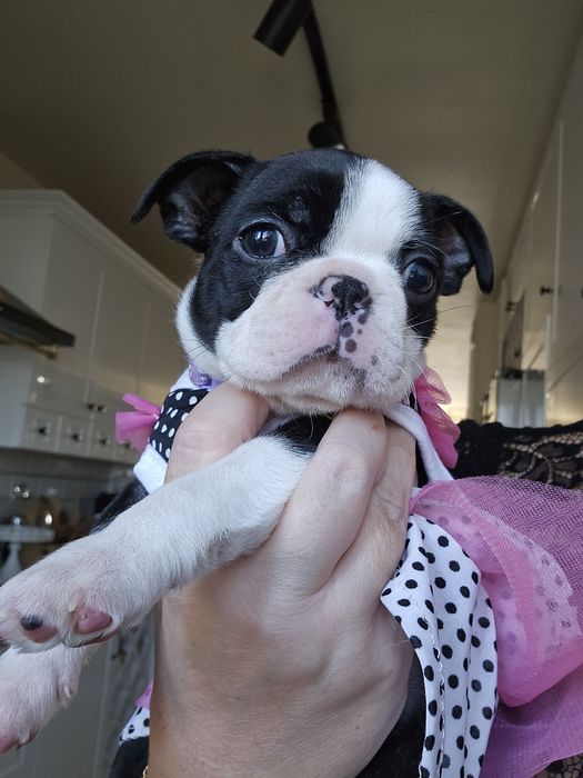 Boston terrier suczka Fci