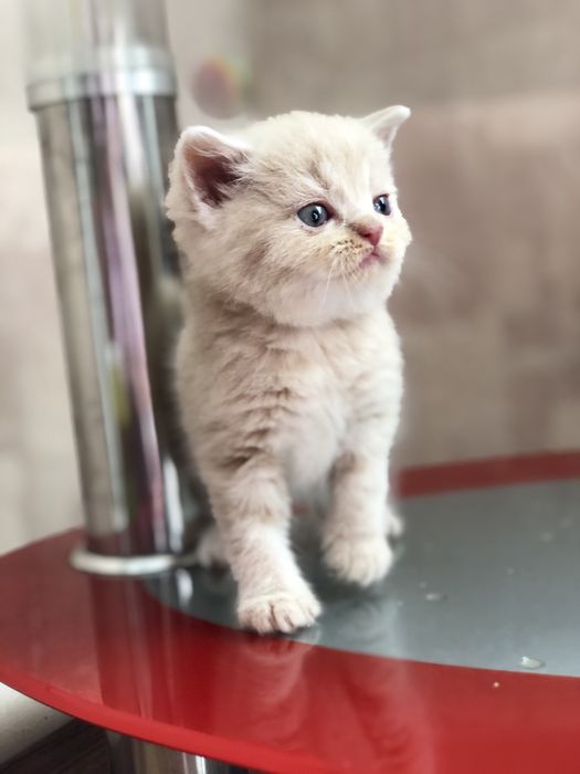 Шотландские вислоушки и прямоушки