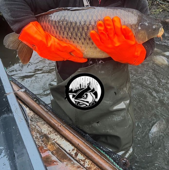 Karp karaś okoń płoć