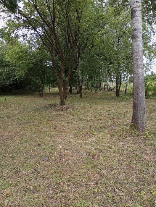 Wycinka drzew,karczowanie działek,rębak,zwyżka,drewno opałowe rozbiórk