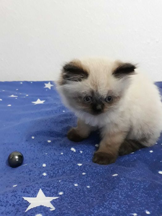 Гималайский кот, мальчик