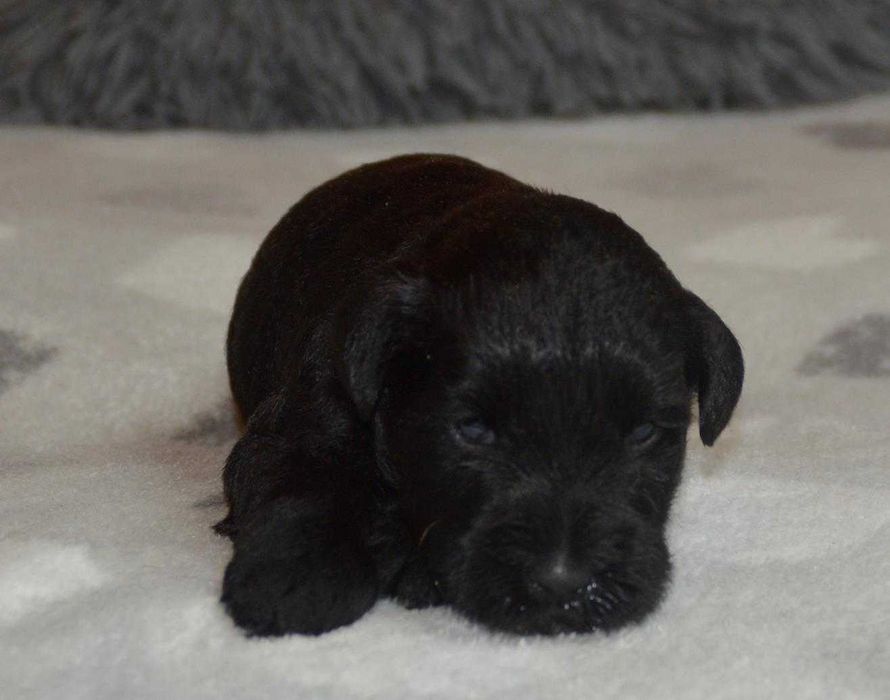 Sznaucer Miniaturowy Czarny- piesek z rodowodem ZKwP