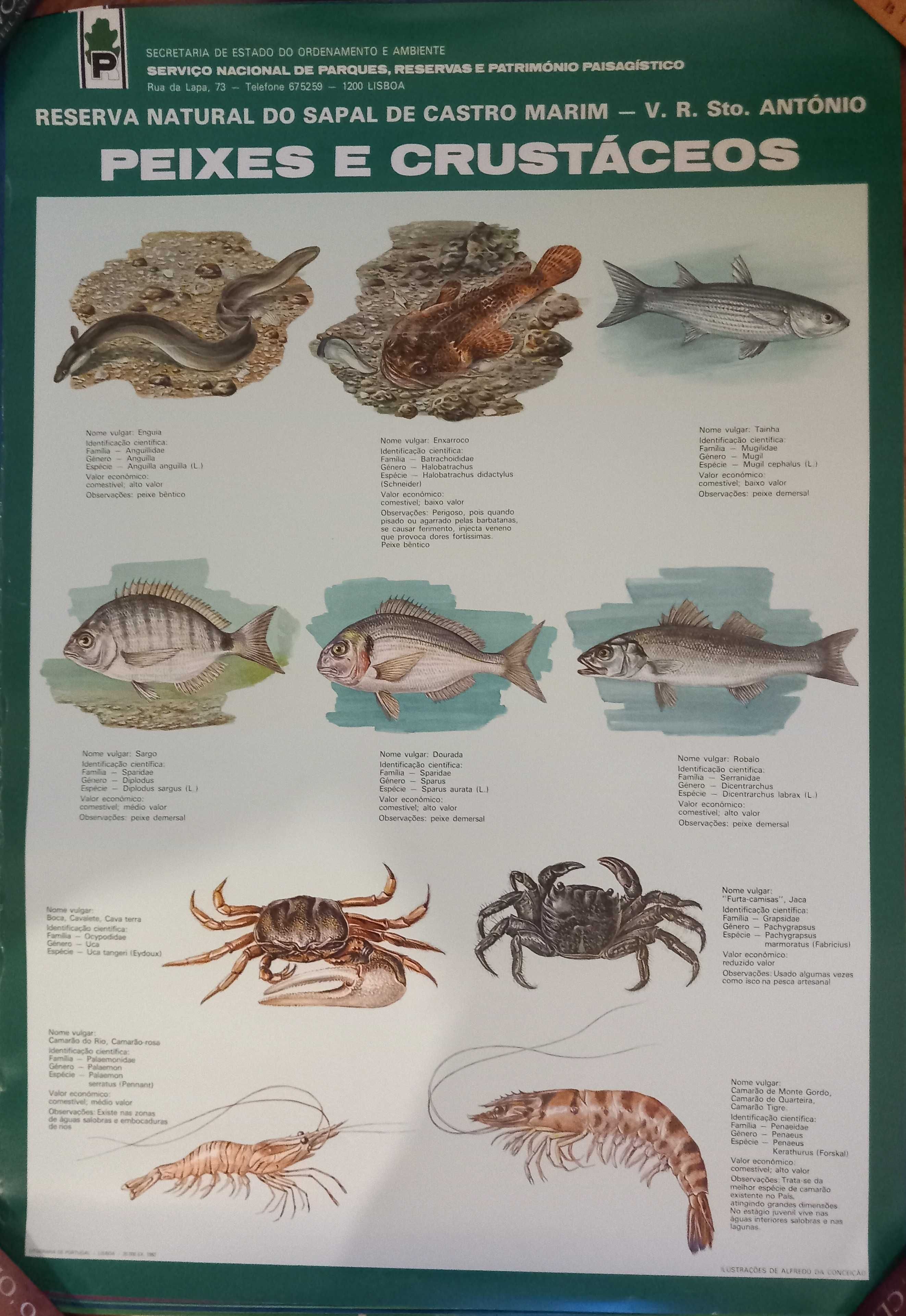 Posters da Reserva Natural da Ria Formosa