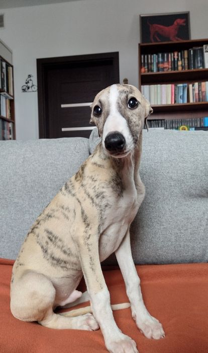 Whippet rodowód ZKwP/FCI