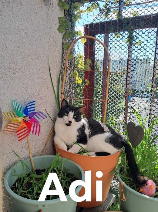 Kociaki szukaja nowego domku