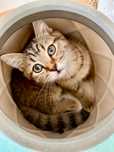 Scottish Straigth, tabby, menino, Algarve
