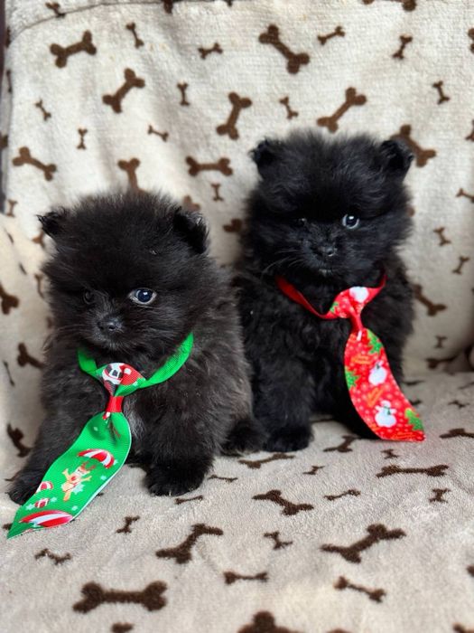 Кремові та чорні цуценята шпіц