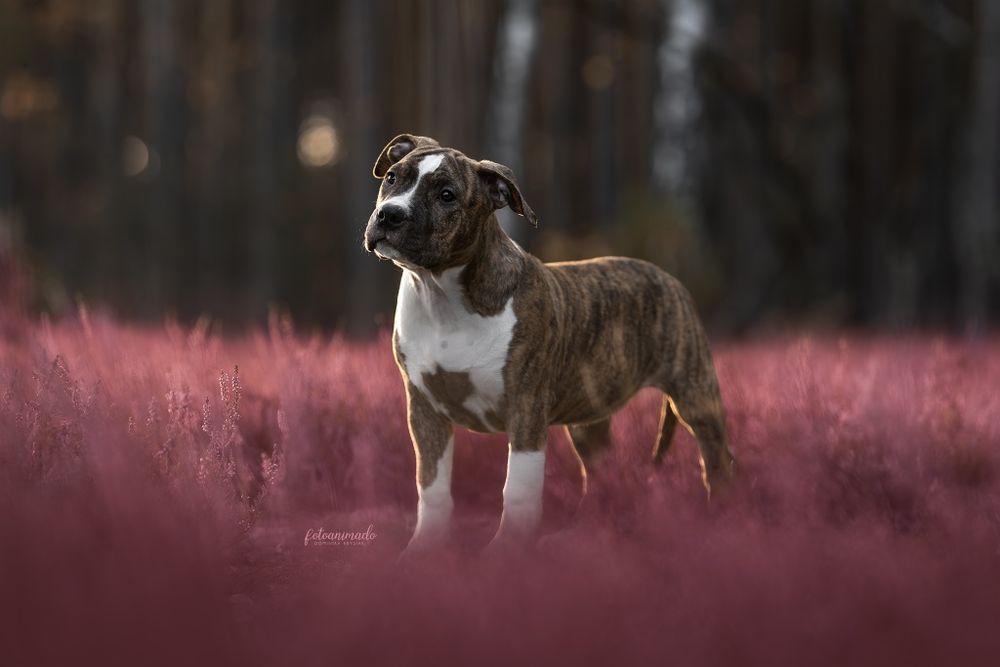 American staffordshire terrier Amstaff FCI ZKwP