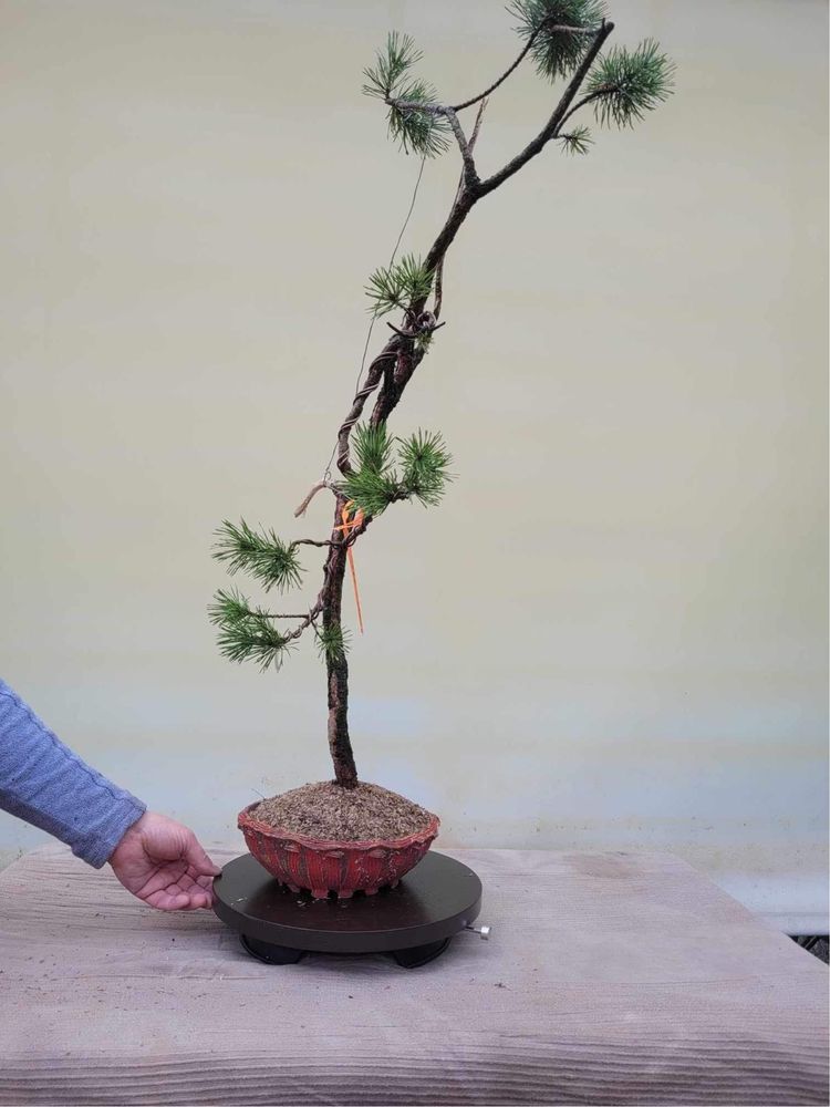 Drzewka Bonsai tworzone od podstaw