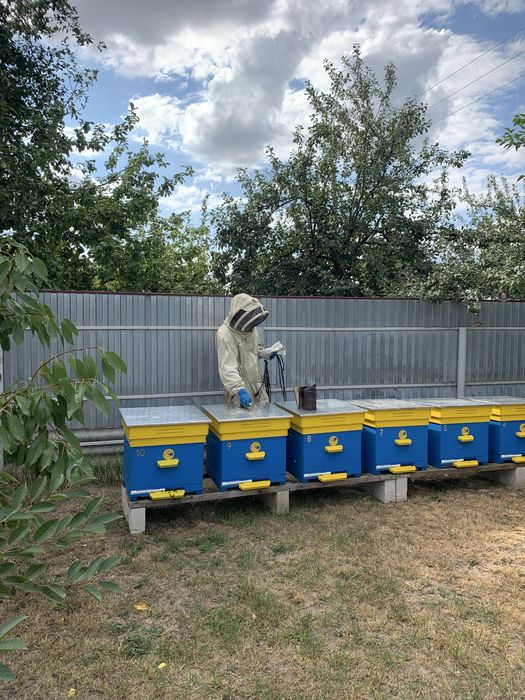 Вулики Дадан 12 рамкові