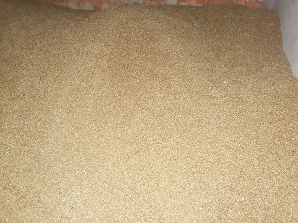 Пшениця, зерно 2 клас 10т.Ф1.